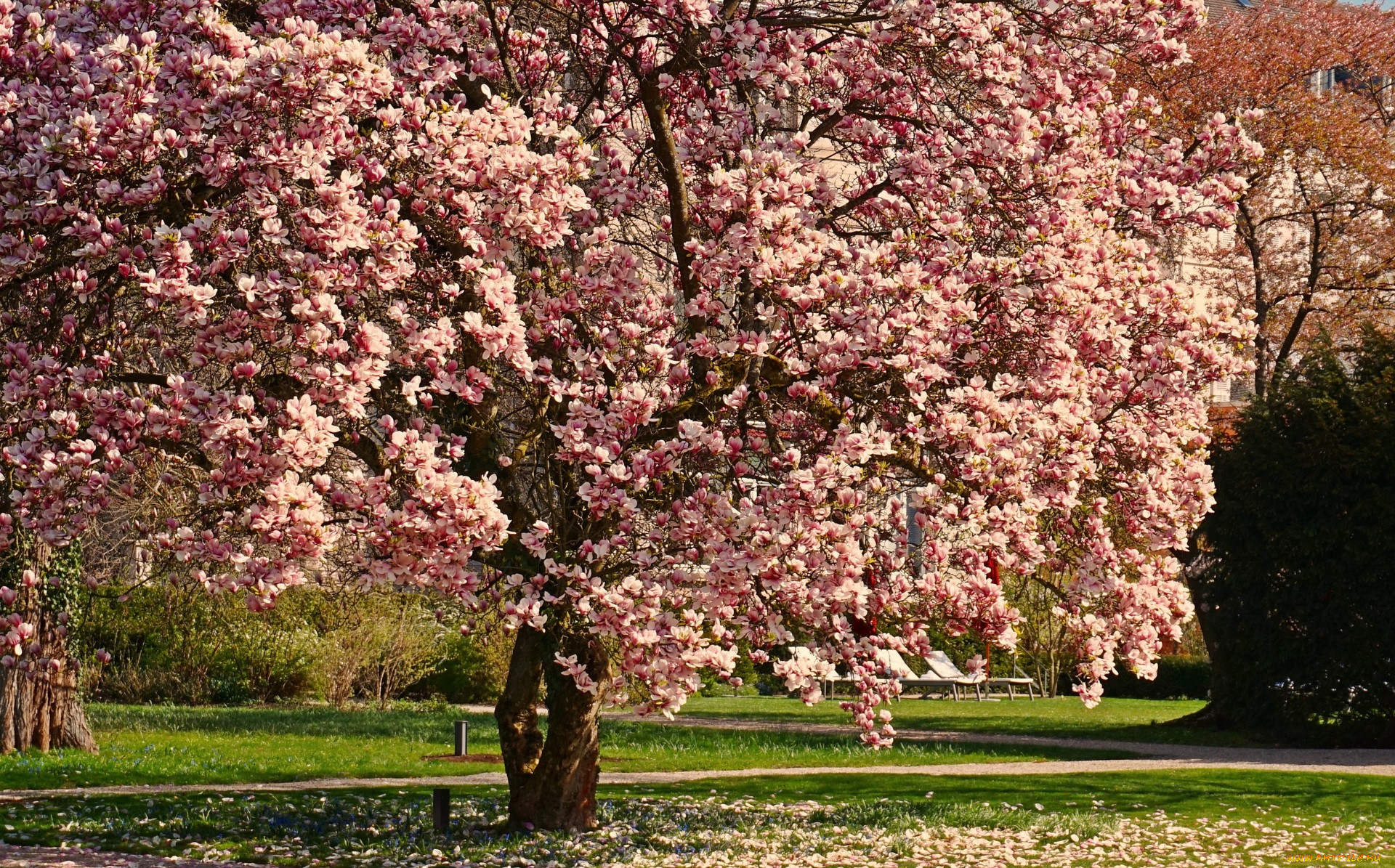фото цветут деревья